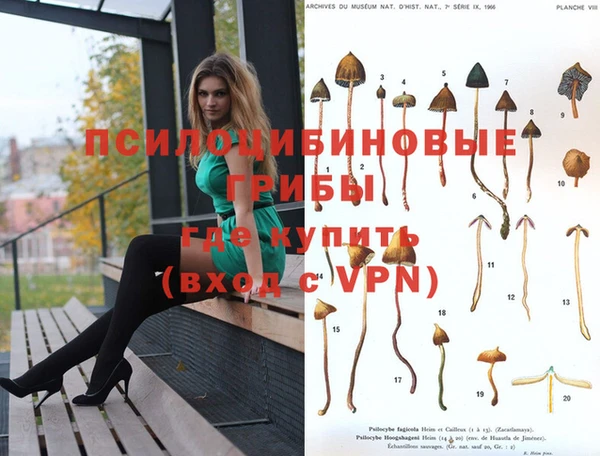 PSILOCYBIN Алзамай